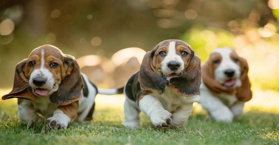 Les bienfaits des animaux